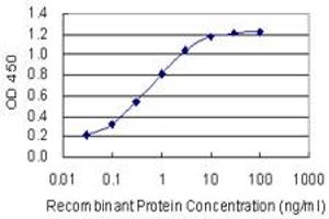 Detection limit for recombinant GST tagged MAFF is 0. (MafF 抗体  (AA 1-110))
