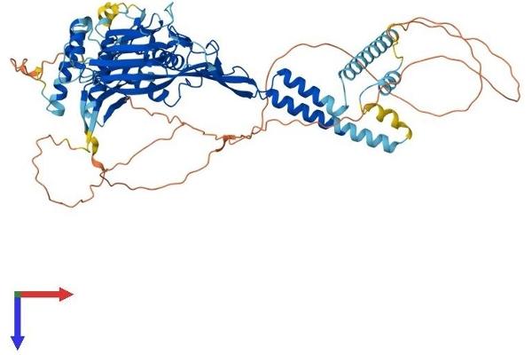 SCNN1A Protein (AA 1-699) (His tag)