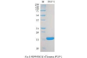 SDS-PAGE (SDS) image for Fibroblast Growth Factor 1 (Acidic) (FGF1) (Active) protein (ABIN2452190)