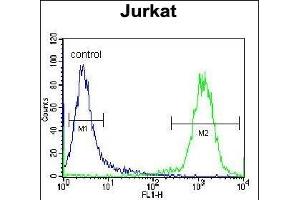 TNRC4 Antibody (N-term) (ABIN657011 and ABIN2846191) flow cytometric analysis of Jurkat cells (right histogram) compared to a negative control cell (left histogram). (CELF3 抗体  (N-Term))