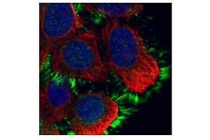 Immunofluorescence (IF) image for anti-Moesin (MSN) (C-Term) antibody (ABIN2855136)
