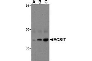 Western blot analysis of ECSIT in human heart cell lysates with AP30308PU-N ECSIT antibody at (A) 0. (ECSIT 抗体  (C-Term))