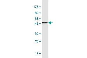 Western Blotting (WB) image for anti-Apolipoprotein B mRNA Editing Enzyme, Catalytic Polypeptide-Like 2 (APOBEC2) (AA 1-224) antibody (ABIN949015)