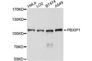 Western blot analysis of extracts of various cells, using PBXIP1 antibody.