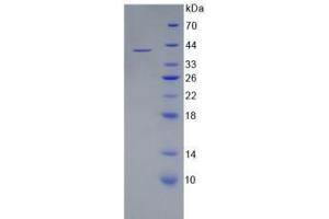 SDS-PAGE analysis of Human WNT3A Protein. (WNT3A 蛋白)