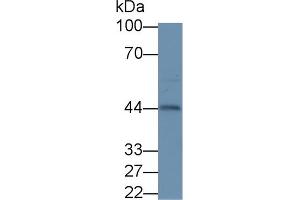 Detection of INHa in Mouse Ovary lysate using Polyclonal Antibody to Inhibin Alpha (INHa) (Inhibin alpha 抗体  (AA 231-366))
