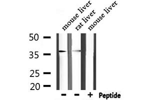 Western blot analysis of extracts from mouse liver,rat liver, using ANXA5 Antibody. (Annexin V 抗体  (C-Term))
