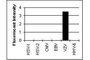 Cross Reactivity Results determined by IFA (CD236/GYPC 抗体)