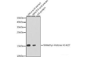 Western blot analysis of extracts of various cell lines using TriMethyl-Histone H3-K27 Polyclonal Antibody at dilution of 1:1000. (Histone 3 抗体  (3meLys27))