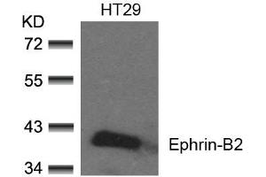 Western blot analysis of extracts from HT29 cells using Ephrin-B2(Ab-330) Antibody. (Ephrin B2 抗体)