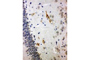 Anti-Somatostatin antibody, IHC(P) IHC(P): Rat Brain Tissue