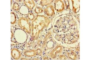 Immunohistochemistry of paraffin-embedded human kidney tissue using ABIN7173015 at dilution of 1:100 (TMPRSS7 抗体  (Ser7))