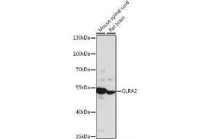 GLRa2 抗体