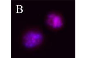 Image no. 2 for anti-Aurora Kinase B (AURKB) (pThr232) antibody (ABIN230502) (Aurora Kinase B 抗体  (pThr232))