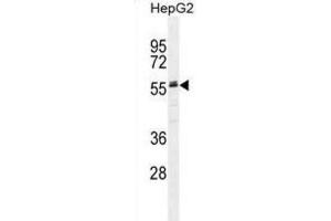 Western Blotting (WB) image for anti-alpha-2-HS-Glycoprotein (AHSG) antibody (ABIN2995522) (Fetuin A 抗体)