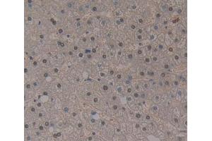 IHC-P analysis of liver tissue, with DAB staining. (THYN1 抗体  (AA 1-225))
