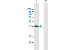 Western Blot analysis of TCEA2 expression in transfected 293T cell line by TCEA2 MaxPab polyclonal antibody. (TCEA2 抗体  (AA 1-299))