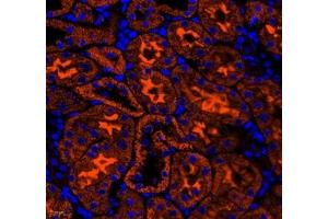 Immunofluorescence of paraffin embedded mouse kidney using NRP2 (ABIN7074826) at dilution of 1: 650 (400x lens) (NRP2 抗体)
