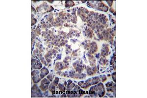 TBL2 Antibody (N-term) (ABIN656760 and ABIN2845981) immunohistochemistry analysis in formalin fixed and paraffin embedded human pancreas tissue followed by peroxidase conjugation of the secondary antibody and DAB staining. (TBL2 抗体  (N-Term))