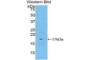 Western Blotting (WB) image for anti-Killer Cell Lectin-Like Receptor Subfamily B, Member 1 (KLRB1) (AA 73-188) antibody (ABIN1859563)