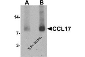 Western Blotting (WB) image for anti-Chemokine (C-C Motif) Ligand 17 (CCL17) (C-Term) antibody (ABIN1077445) (CCL17 抗体  (C-Term))