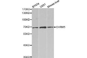 Western Blotting (WB) image for anti-Cholinergic Receptor, Muscarinic 5 (CHRM5) antibody (ABIN1876555) (CHRM5 抗体)