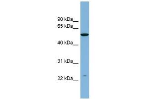 WB Suggested Anti-PAOX Antibody Titration: 0. (PAOX 抗体  (N-Term))