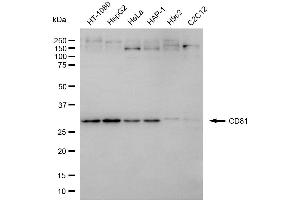 Western blotting analysis using CD81 antibody (ABIN7797981).