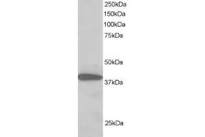 ABIN185050 staining (2µg/ml) of H460 lysate (RIPA buffer, 30µg total protein per lane). (PPP1R8 抗体  (C-Term))