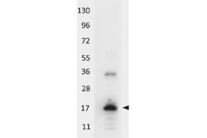 Image no. 1 for anti-Interleukin 33 (IL33) antibody (HRP) (ABIN401104) (IL-33 抗体  (HRP))