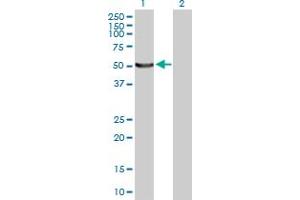 Western Blot analysis of UBA5 expression in transfected 293T cell line by UBA5 MaxPab polyclonal antibody. (UBA5 抗体  (AA 1-404))