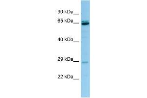 WB Suggested Anti-PRB3 Antibody Titration: 1. (PRB3 抗体  (Middle Region))