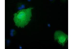 Anti-RBBP9 mouse monoclonal antibody (ABIN2453589) immunofluorescent staining of COS7 cells transiently transfected by pCMV6-ENTRY RBBP9 (RC202090). (RBBP9 抗体)
