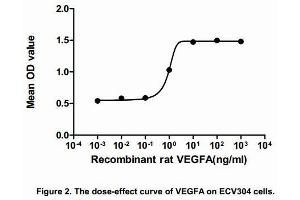Image no. 1 for Vascular Endothelial Growth Factor A (VEGFA) (AA 27-190) (Active) protein (His tag) (ABIN6239764)