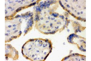 Immunohistochemistry (IHC) image for anti-Clock Homolog (Mouse) (CLOCK) (AA 75-109), (N-Term) antibody (ABIN3043813)