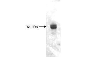 Image no. 1 for anti-Carboxypeptidase Y (CPY) antibody (ABIN799735)