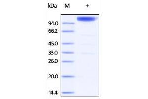 Mouse gp130, Fc Tag on SDS-PAGE under reducing (R) condition. (CD130/gp130 Protein (AA 23-617) (Fc Tag))
