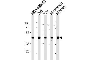 Creatine Kinase BB (CKB) Antibody (Center) (ABIN1882225 and ABIN2843356) western blot analysis in MDA-M,293,Y79 cell line ,mouse stomach and brain tissue lysates (35 μg/lane). (CKB 抗体)