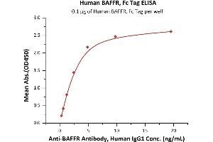 Immobilized Human BAFFR, Fc Tag (ABIN5526588,ABIN5526589) at 1 μg/mL (100 μL/well) can bind A Antibody, Human IgG1 with a linear range of 0. (TNFRSF13C Protein (AA 7-71) (Fc Tag))