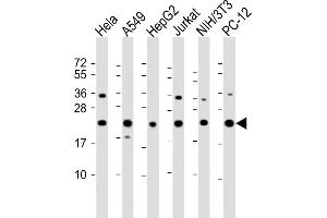 All lanes : Anti-RPS7 Antibody (C-Term) at 1:2000 dilution Lane 1: Hela whole cell lysate Lane 2: A549 whole cell lysate Lane 3: HepG2 whole cell lysate Lane 4: Jurkat whole cell lysate Lane 5: NIH/3T3 whole cell lysate Lane 6: PC-12 whole cell lysate Lysates/proteins at 20 μg per lane. (RPS7 抗体  (AA 158-191))