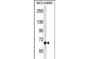 Western Blotting (WB) image for anti-Fibroblast Growth Factor Receptor 1 (FGFR1) (AA 756-784), (C-Term) antibody (ABIN5534378)