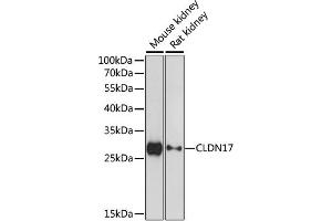 Western blot analysis of extracts of various cell lines, using CLDN17 antibody. (Claudin 17 抗体)