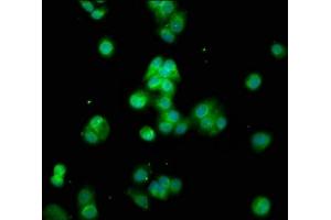 Immunofluorescence (IF) image for anti-Cytochrome P450, Family 8, Subfamily B, Polypeptide 1 (CYP8B1) (AA 303-440) antibody (ABIN7142850)