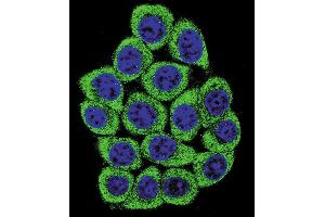 Confocal immunofluorescent analysis of NUCL Antibody (ABIN658982 and ABIN2838031) with 293 cell followed by Alexa Fluor® 488-conjugated goat anti-mouse lgG (green). (Nucleolin 抗体)