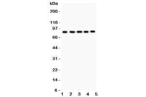 Western blot testing of FOXM1 antibody and Lane 1:  HeLa (FOXM1 抗体  (AA 411-763))