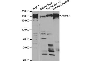 Western blot analysis of extracts of various cell lines, using ANPEP antibody. (CD13 抗体)