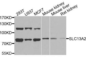 Western blot analysis of extracts of various cells, using SLC13A2 antibody. (SLC13A2 抗体)