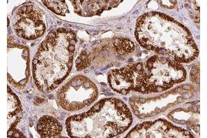 ABIN6278177 at 1/100 staining Human kidney tissue by IHC-P. (RNLS 抗体  (C-Term))