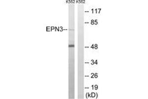 Western blot analysis of extracts from K562 cells, using EPN3 Antibody. (EPN3 抗体  (AA 401-450))