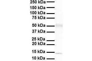 WB Suggested Anti-Pou3f3 antibody Titration: 1 ug/mL Sample Type: Human heart (POU3F3 抗体  (C-Term))